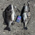 【一魚一会】冬の魚達