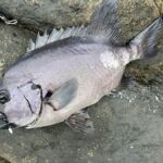 【HSK釣り部】春～初夏の魚達